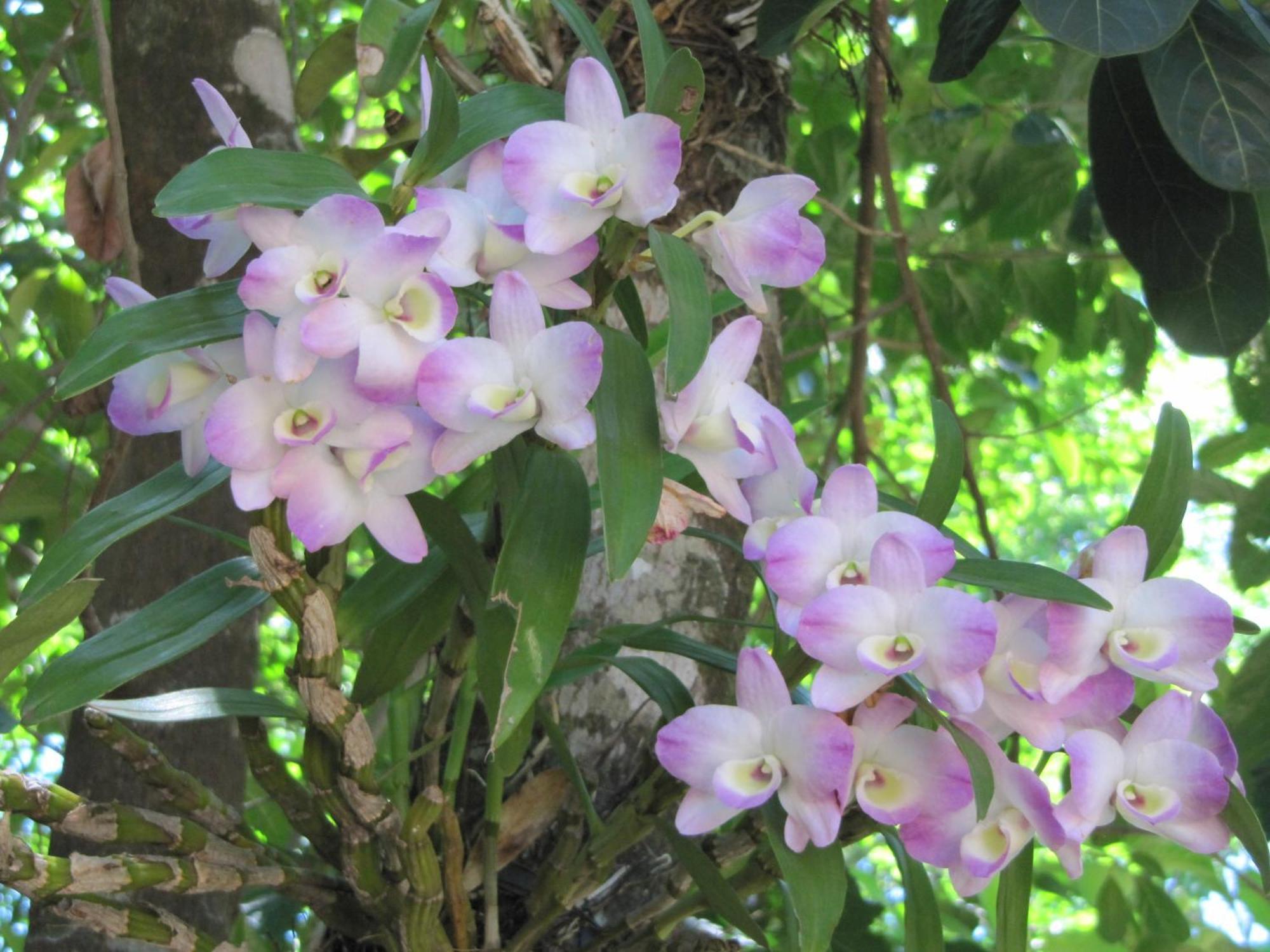 Eco Pousada Villa Verde Bonito  Dış mekan fotoğraf